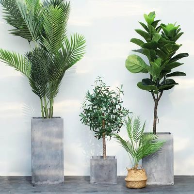 卫生间正对入户大门？别尴尬，4招化解尴尬（绿植篇）