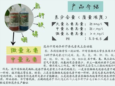 立体农业厂家直销 水培浓缩营养液助力绿萝盆栽，打造通用型绿植养护新标准