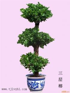 天津绿植租赁哪家好_农副产品_世界工厂网